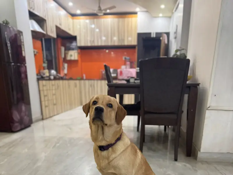 Suhita Dog Creche & Kennel, photo 4