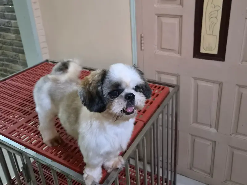 Suhita Dog Creche & Kennel, photo 5