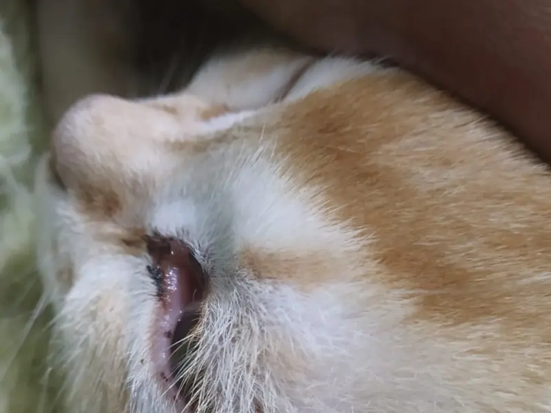 Unique pet care (pet shop and clinic), photo 3