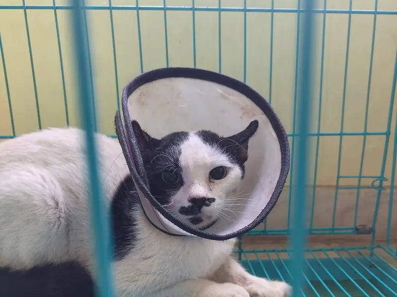 Unique pet care (pet shop and clinic), photo 4