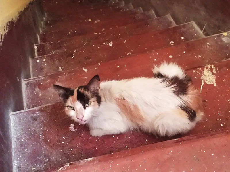 Whiskee Pet Zone, photo 5
