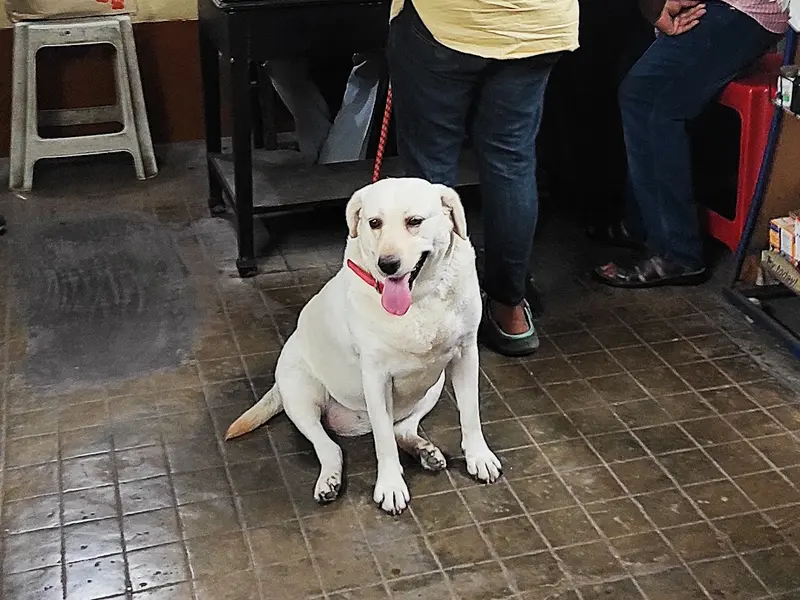 Dr. Swapan Ghosh, Veterinary, photo 4