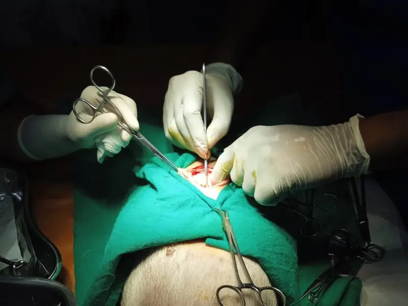 Dr. T. B. Sen Memorial Veterinary Clinic, photo 5