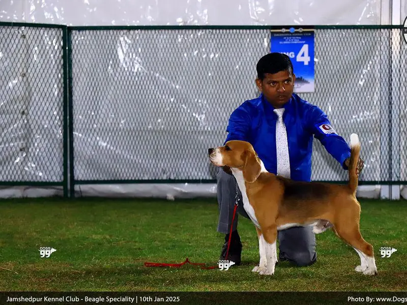 Dog Trainer Gopal Halder, photo 3