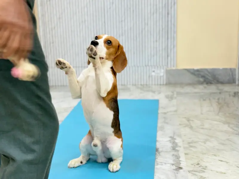 Dog Trainer Gopal Halder, photo 5
