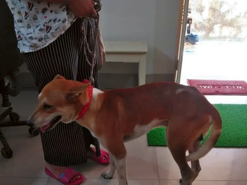 Garia Canine Image Center, photo 5