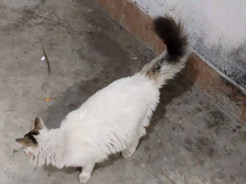 Medicine Centre(pet care), photo 3