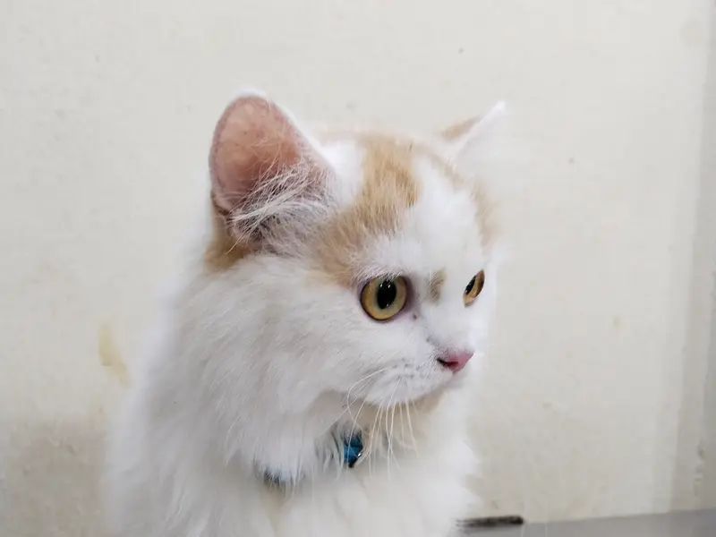 Medicine Centre(pet care), photo 5