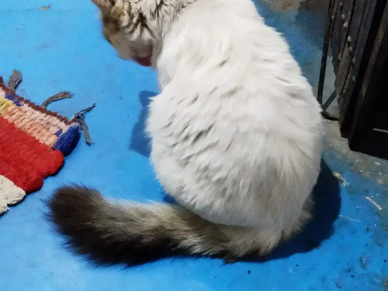 Medicine Centre(pet care)