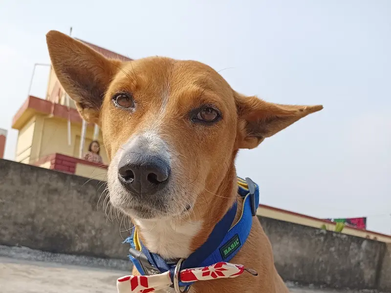 PawsTale Pet Creche, photo 2