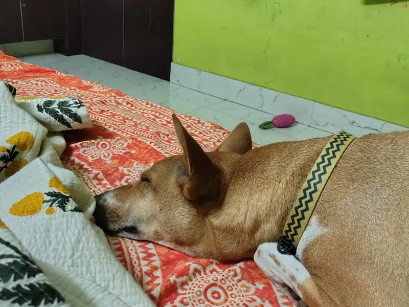 PawsTale Pet Creche, photo 5