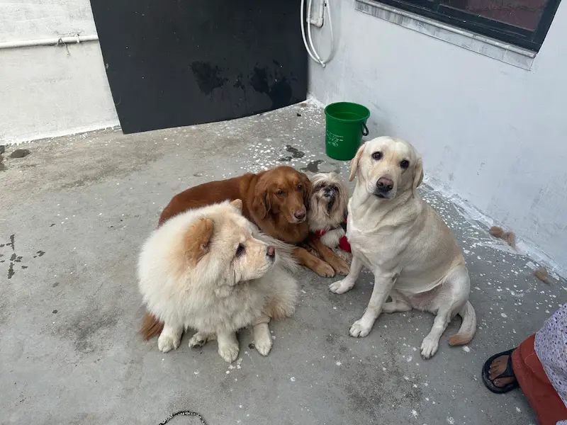 Pet Care Creche, photo 5