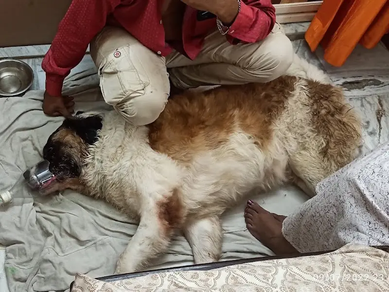 Pet Care, photo 3