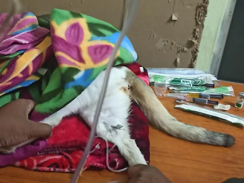 Pet Care, photo 5