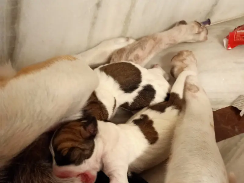 Rozy Pet Gallery, photo 2