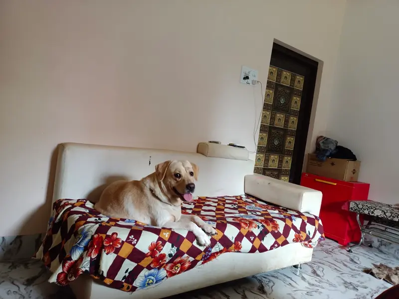 Rozy Pet Gallery, photo 3