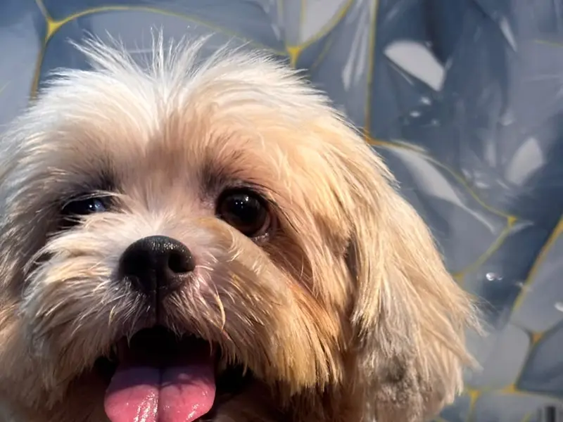 Sachin Banik- Dog Trainer & Behaviourist, photo 2