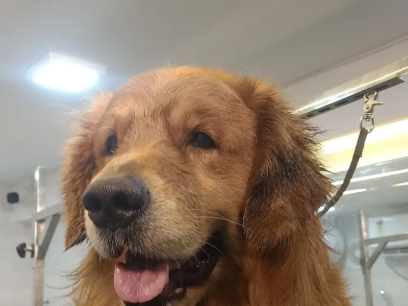 Sachin Banik- Dog Trainer & Behaviourist, photo 4
