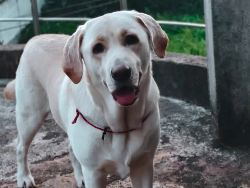 Sachin Banik- Dog Trainer & Behaviourist, photo 5