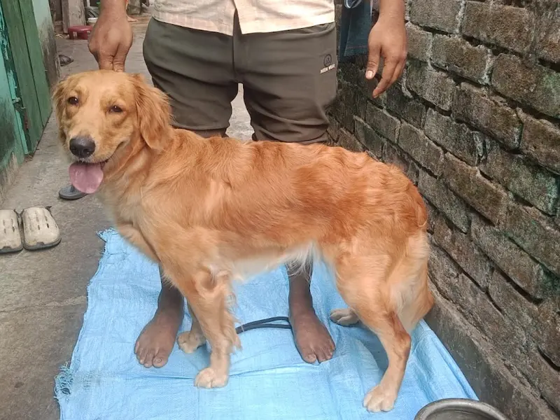 Sayantan Lodh Dog Training Academy