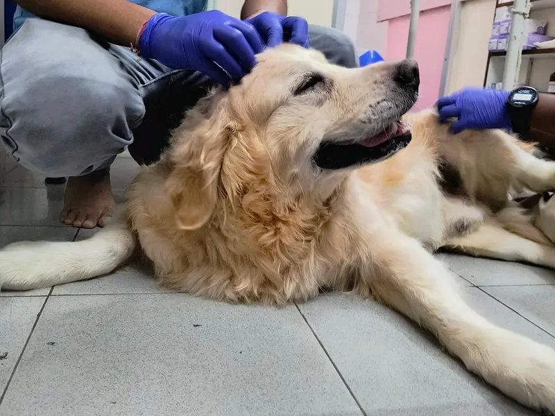 The WONDER VET, photo 3