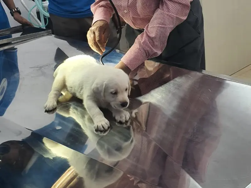 Pet Vet World, photo 4