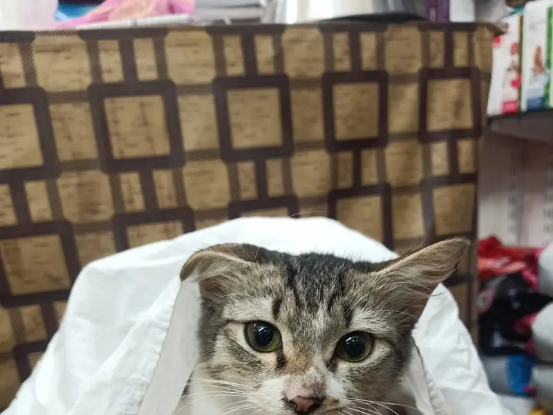 Petopia - Pet Care & Vet Clinic, photo 3