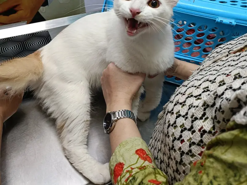 Petopia - Pet Care & Vet Clinic, photo 4