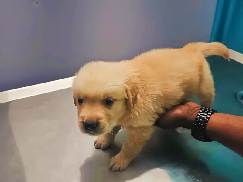 Petopia - Pet Care & Vet Clinic, photo 5