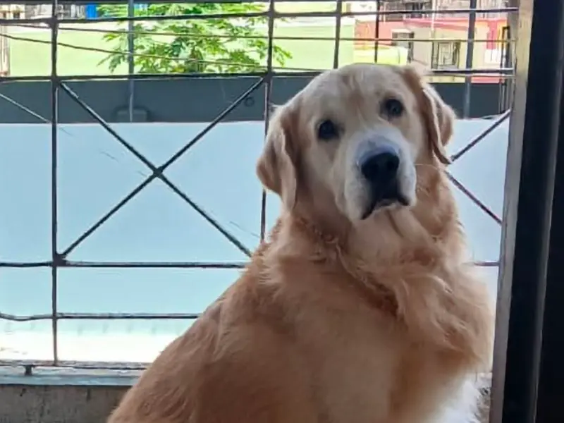 Nabamita's Happy Pack Dog Creche & Boarding Training, photo 4