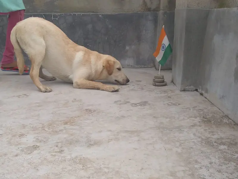 Nabamita's Happy Pack Dog Creche & Boarding Training, photo 5