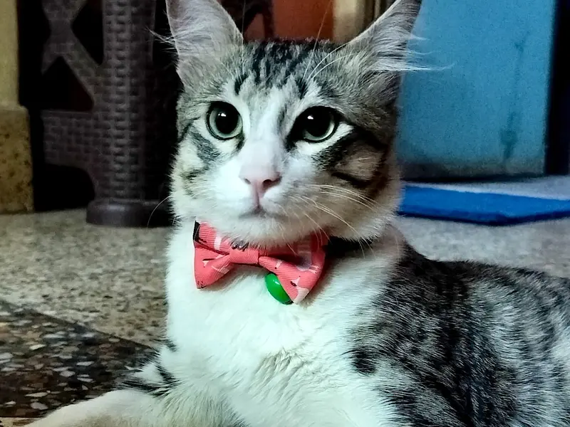 Dr Samim Aktar (Veterinary Doctor), photo 5