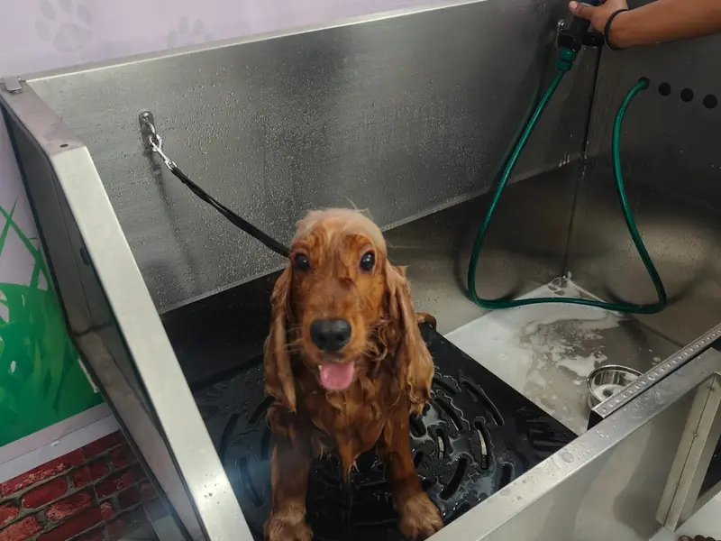 FUR Grooming Studio, photo 4