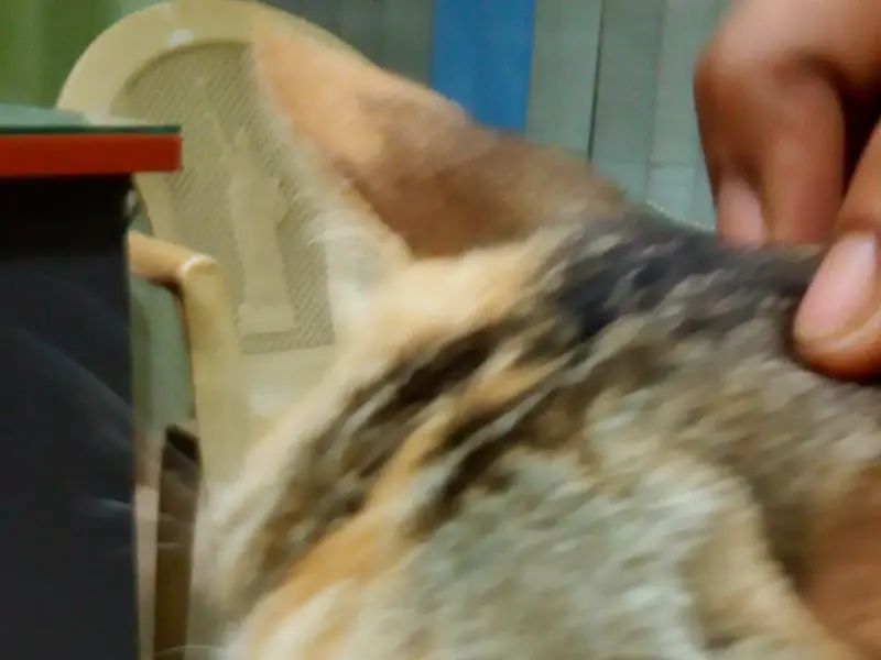 Stray Vet Clinic, photo 2