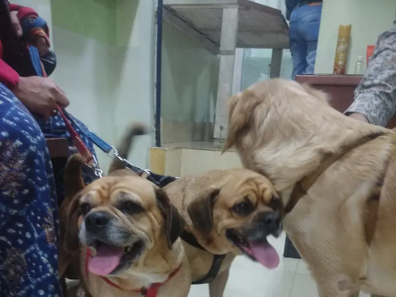 Stray Vet Clinic, photo 5