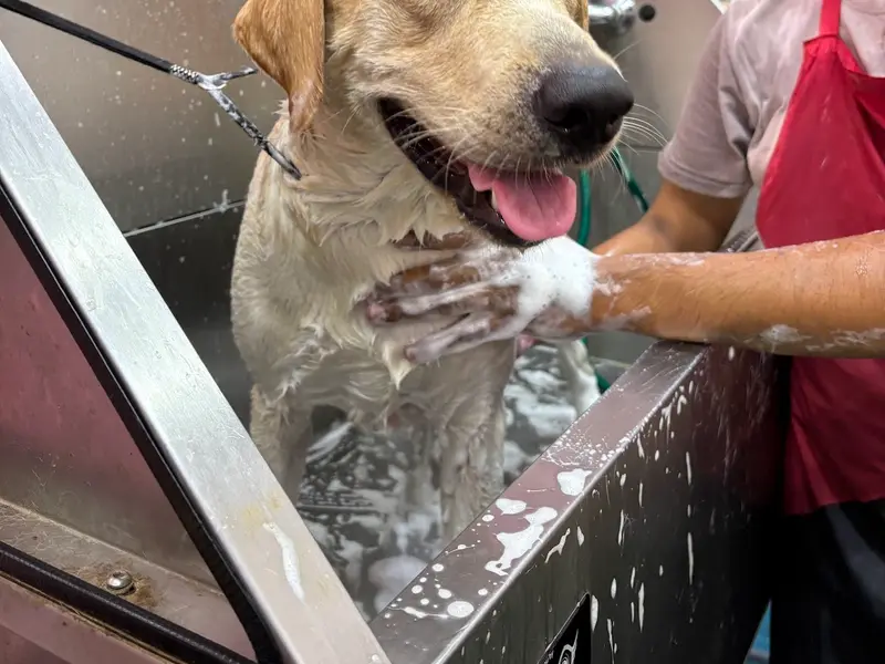 Paws In Love, photo 4