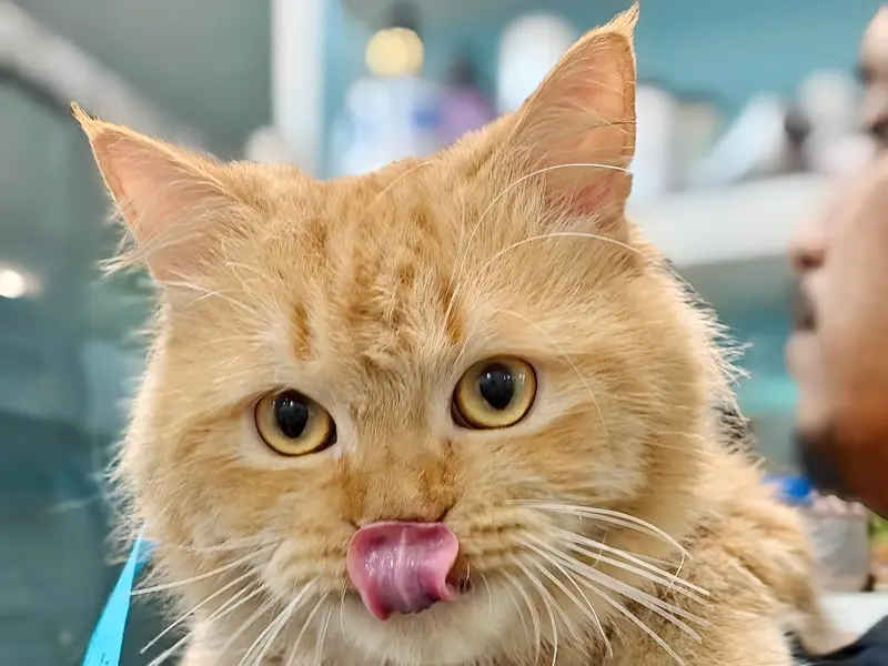 Pawsh Purrfect, photo 4