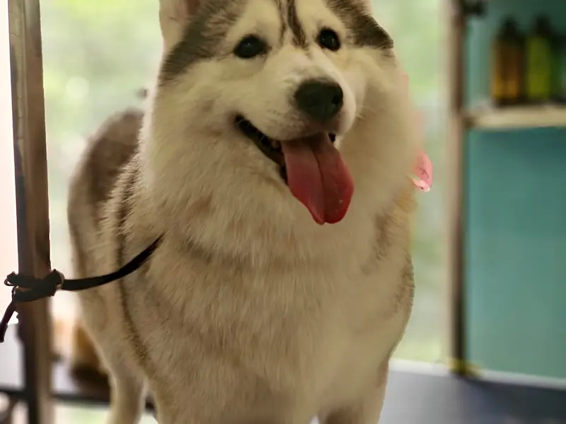 Pawsh Purrfect, photo 5