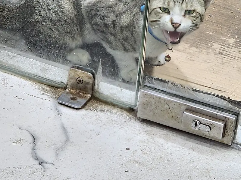 Pet Plaza, photo 3