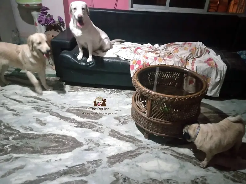 The Pet Inn, photo 2