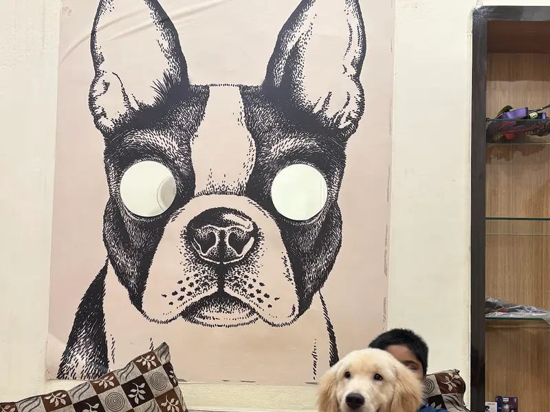 Kross Paaws - Pet grooming studio , boarding and academy, photo 2