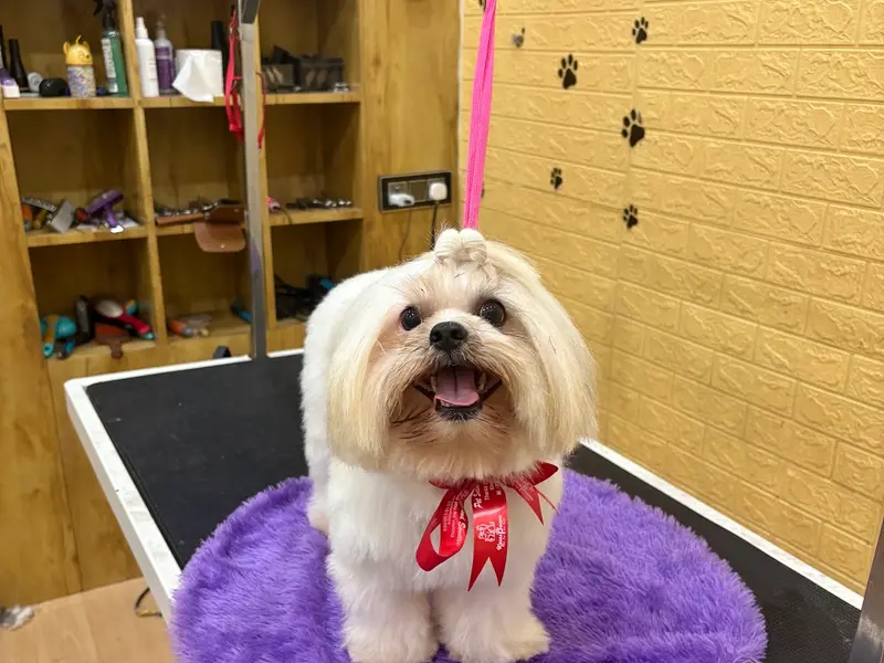 Kross Paaws - Pet grooming studio , boarding and academy, photo 3