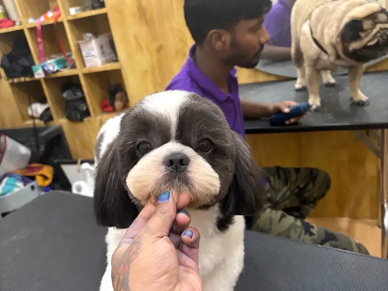 Kross Paaws - Pet grooming studio , boarding and academy, photo 4
