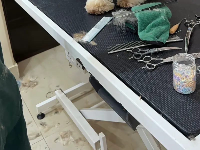 Kross Paaws - Pet grooming studio , boarding and academy, photo 5