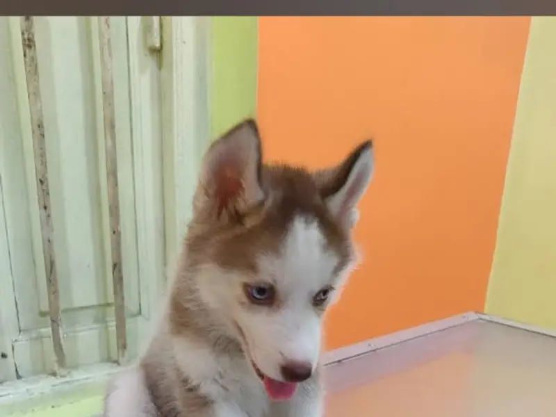 Pet Care Diagnostics, photo 5