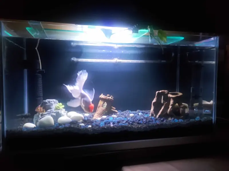 Classic aquatic (Kankurgachi), photo 3
