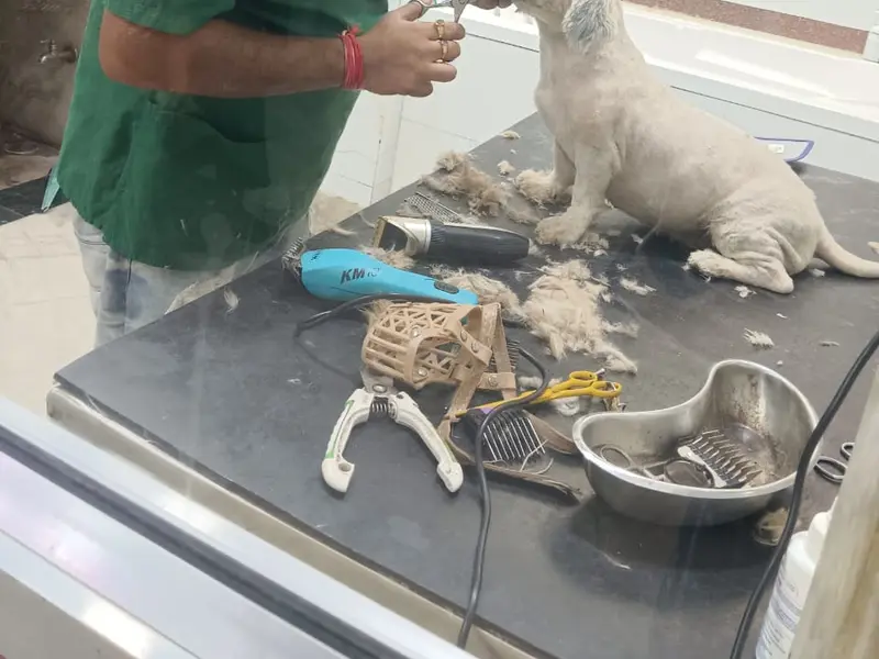 Furrnest Pet Clinic & Shop, photo 3