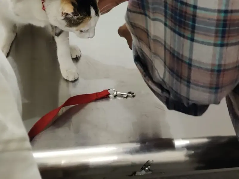 Puppy Rush Pet Clinic and Pet Shop, photo 2