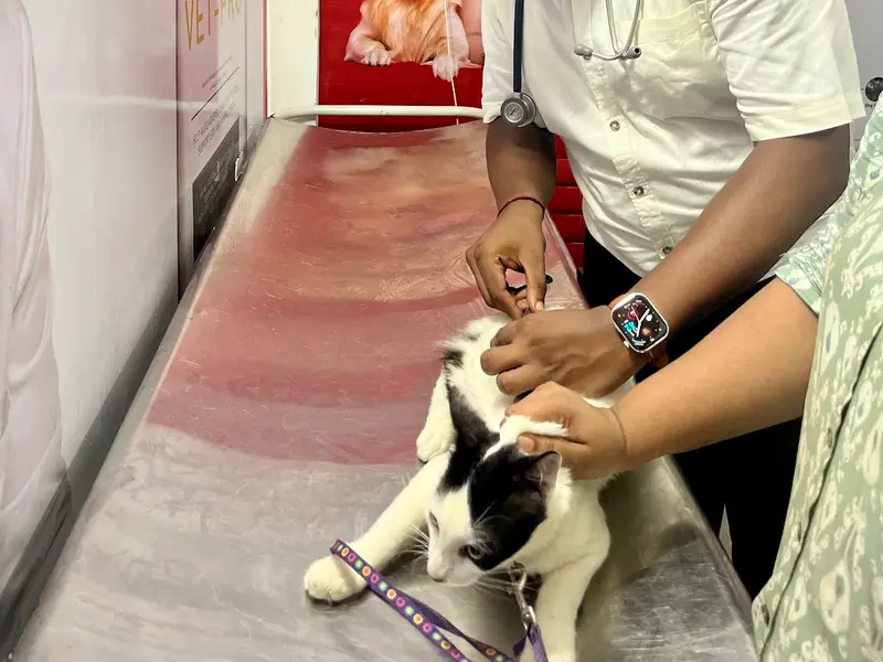 Puppy Rush Pet Clinic and Pet Shop, photo 5