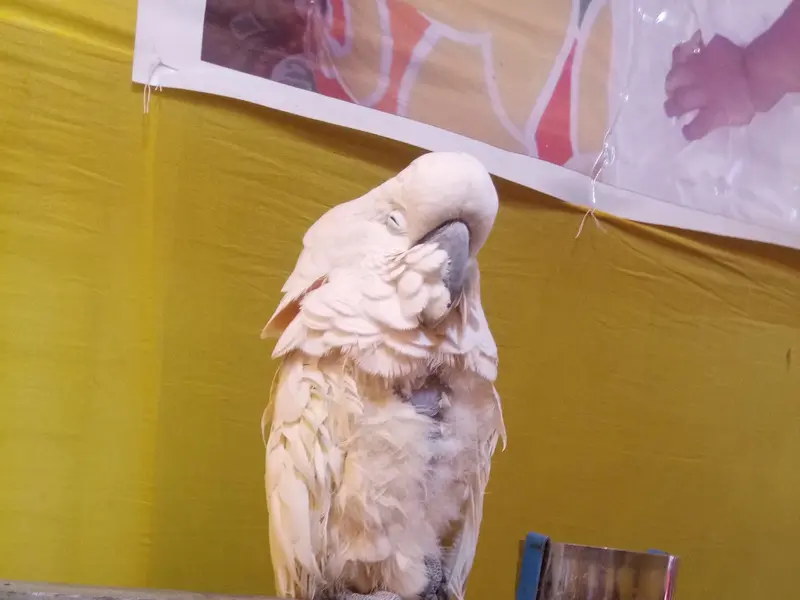 Love & Care Pet Clinic, photo 2